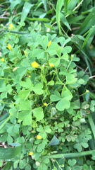 Oxalis dillenii