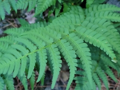 Dryopteris marginalis