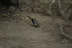 Motacilla cinerea