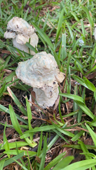 Hypomyces hyalinus
