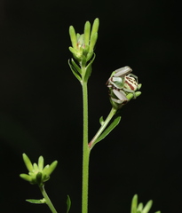 Misumenoides formosipes