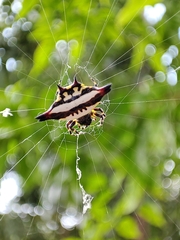 Gasteracantha