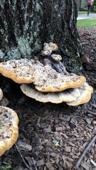 Pseudoinonotus dryadeus