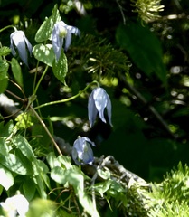 Clematis alpina