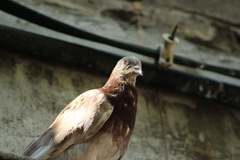 Columba livia