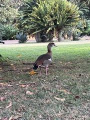 Alopochen aegyptiaca