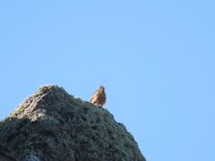 Emberiza hortulana