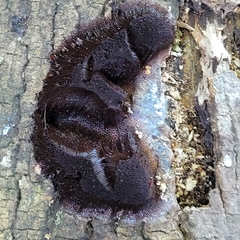 Stemonitis splendens