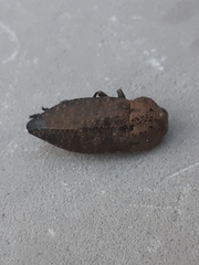 Capnodis tenebricosa