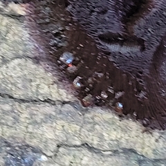 Stemonitis splendens