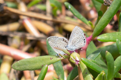 Hemiargus ramon