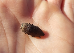 Capnodis tenebricosa