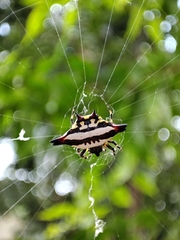 Gasteracantha