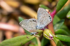 Hemiargus ramon
