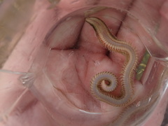 Phyllodocida