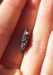 Capnodis tenebricosa