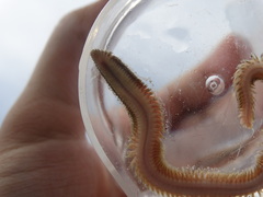 Phyllodocida