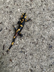 Salamandra salamandra