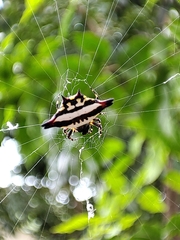 Gasteracantha