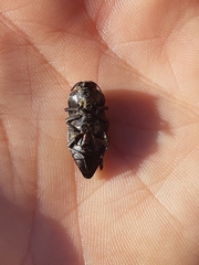 Capnodis tenebricosa