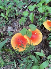 Amanita parcivolvata
