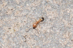 Monomorium pharaonis