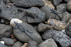 Amblyrhynchus cristatus