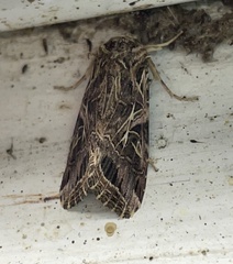 Spodoptera littoralis