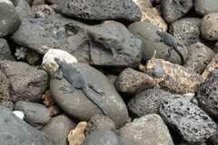 Amblyrhynchus cristatus