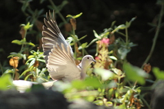 Streptopelia decaocto