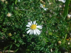 Symphyotrichum lanceolatum