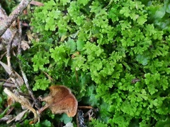 Trichocolea tomentella