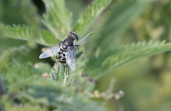 Eristalis dimidiata