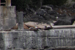 Sula nebouxii excisa