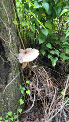 Leucoagaricus americanus