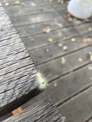 Calliteara pudibunda