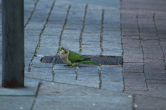Myiopsitta monachus
