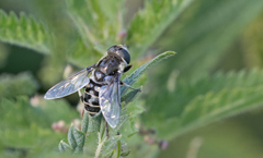 Eristalis dimidiata