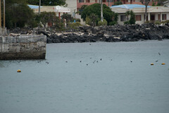 Oceanites gracilis