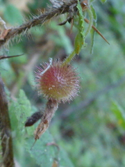 Ribes menziesii