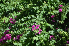 Bougainvillea glabra