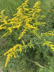 Solidago