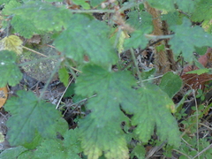 Ribes menziesii