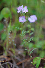 Phacelia linearis