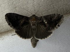 Chrysodeixis
