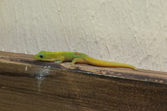 Phelsuma laticauda