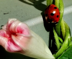 Coccinella septempunctata