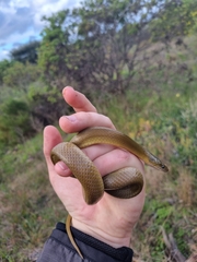 Lycodonomorphus inornatus