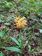 Platanthera ciliaris