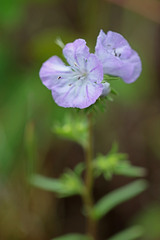 Phacelia linearis